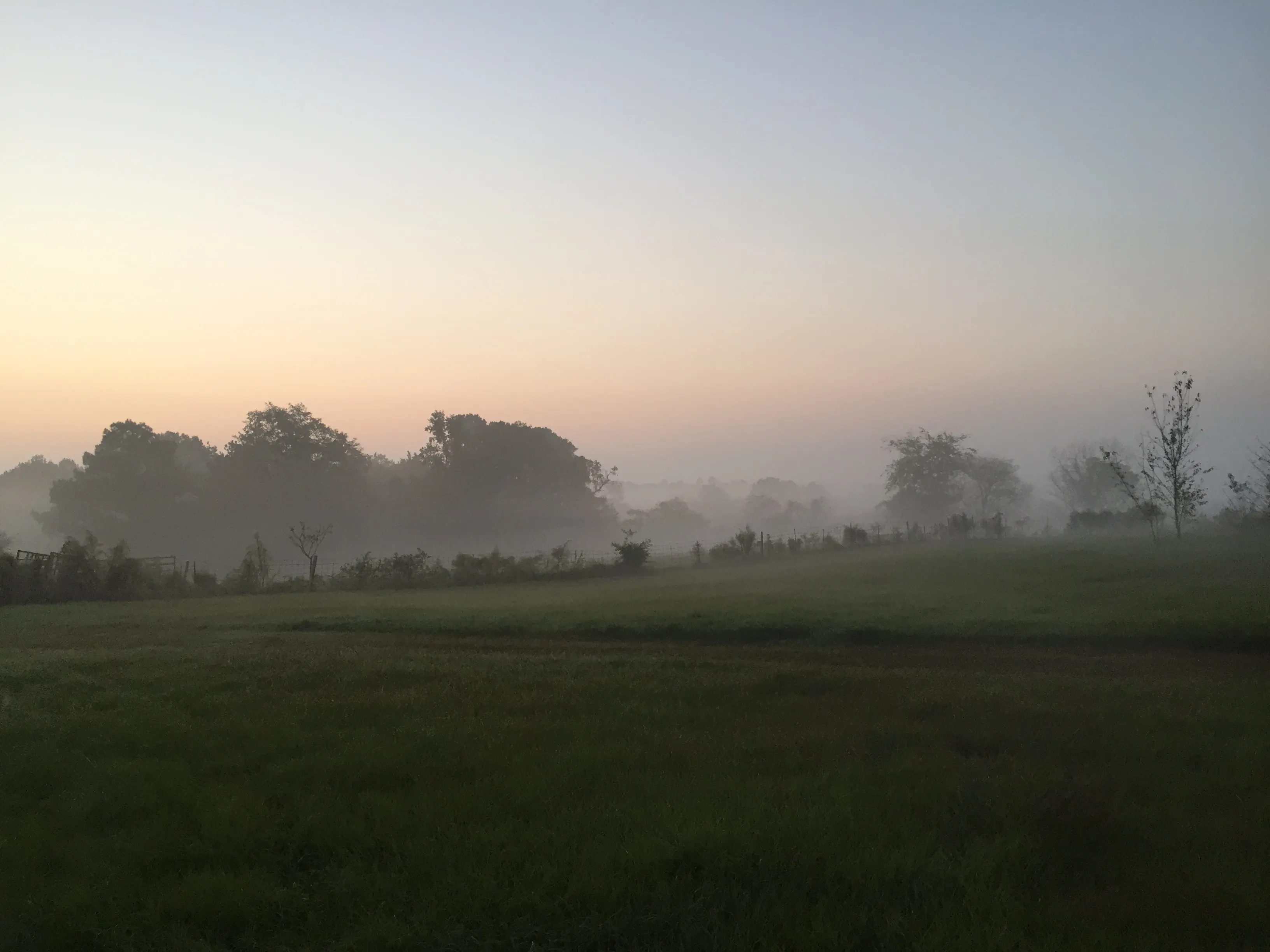 east texas foggy landscape