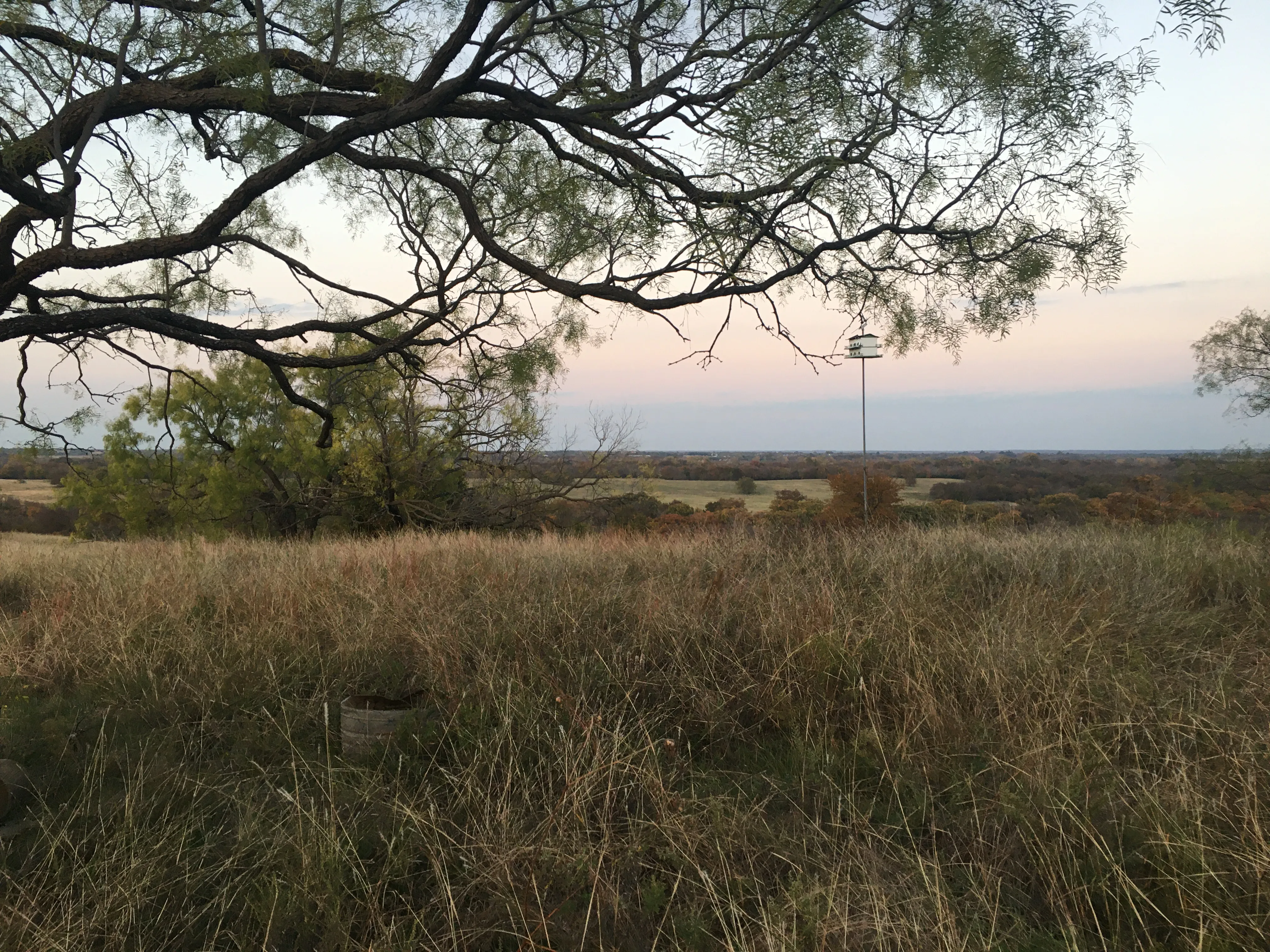 texas landscape with bird feeder